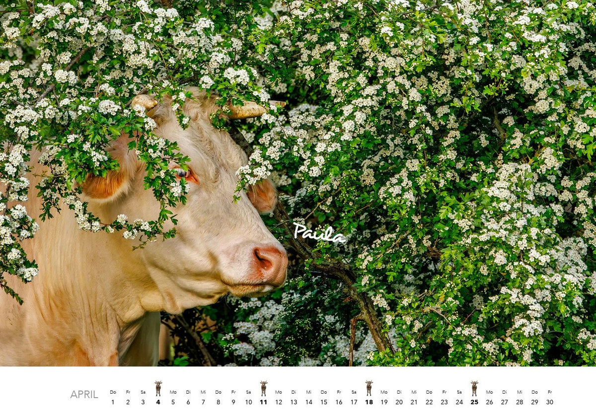 Kühe Kalender 2027 Wandkalender – Ansicht
