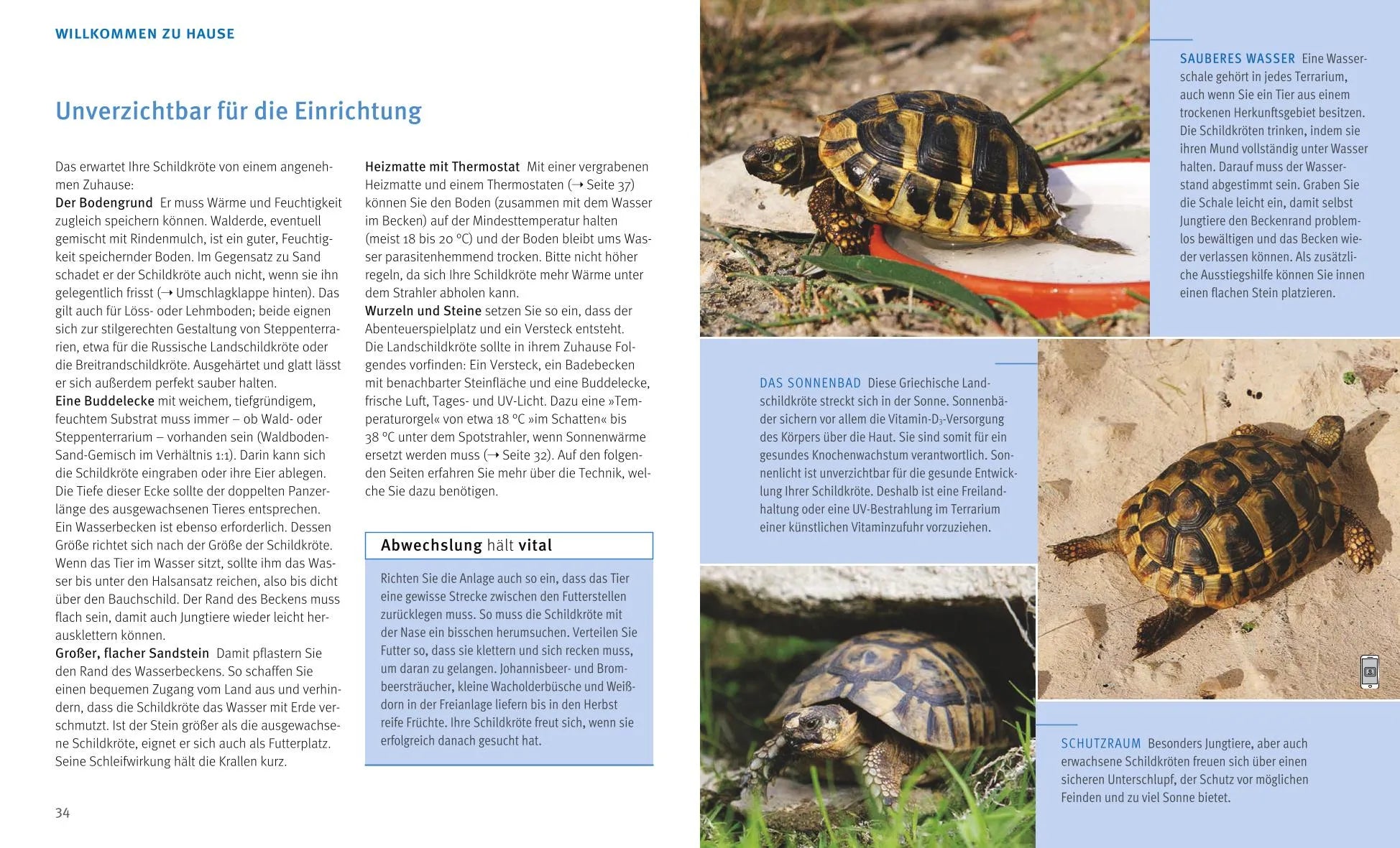 Abbildung von 'Landschildkröten'