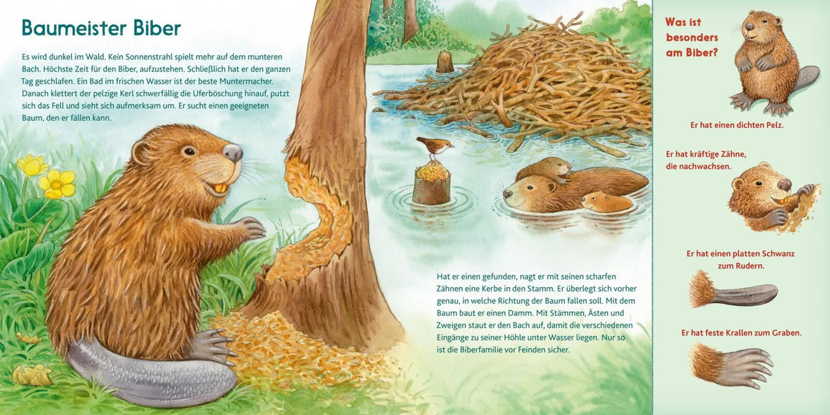 Detailansicht: LESEMAUS 197: Der kleine Biber und andere Tiere am Fluss (Taschenbuch)