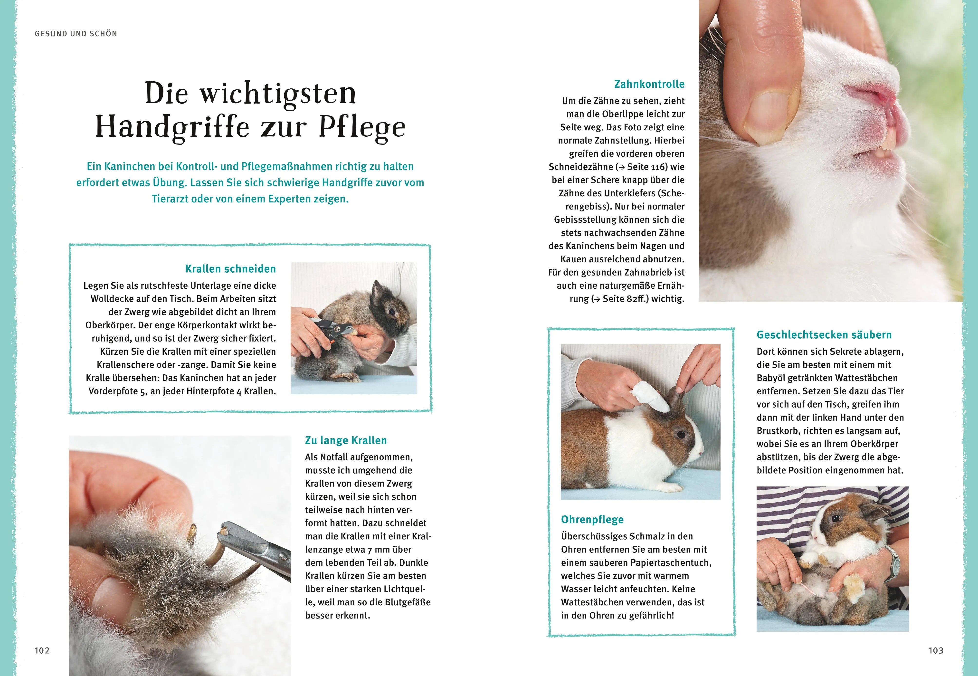 Abbildung von 'Liebenswerte Zwergkaninchen'