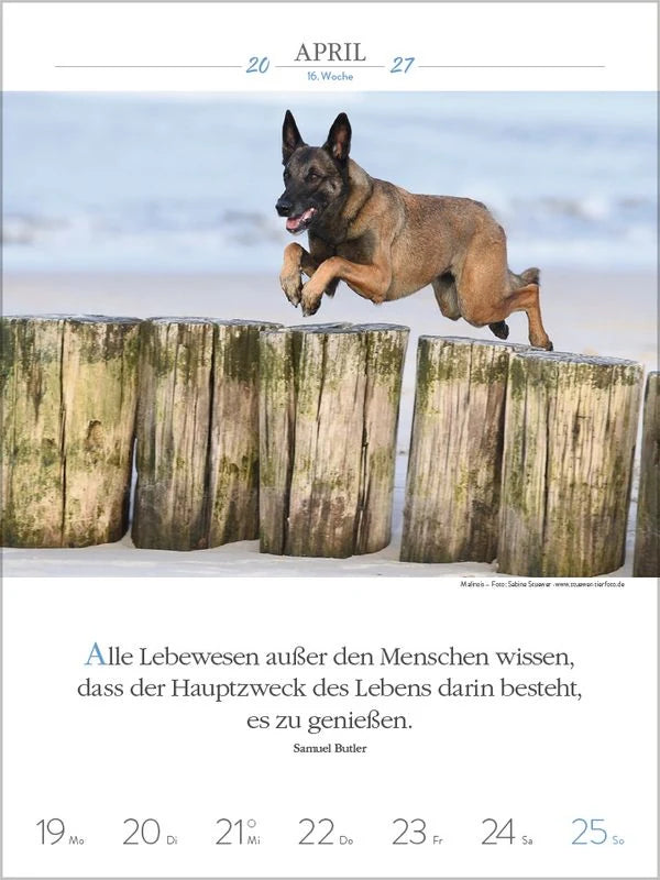 Literaturkalender Hunde 2027 – Ansicht