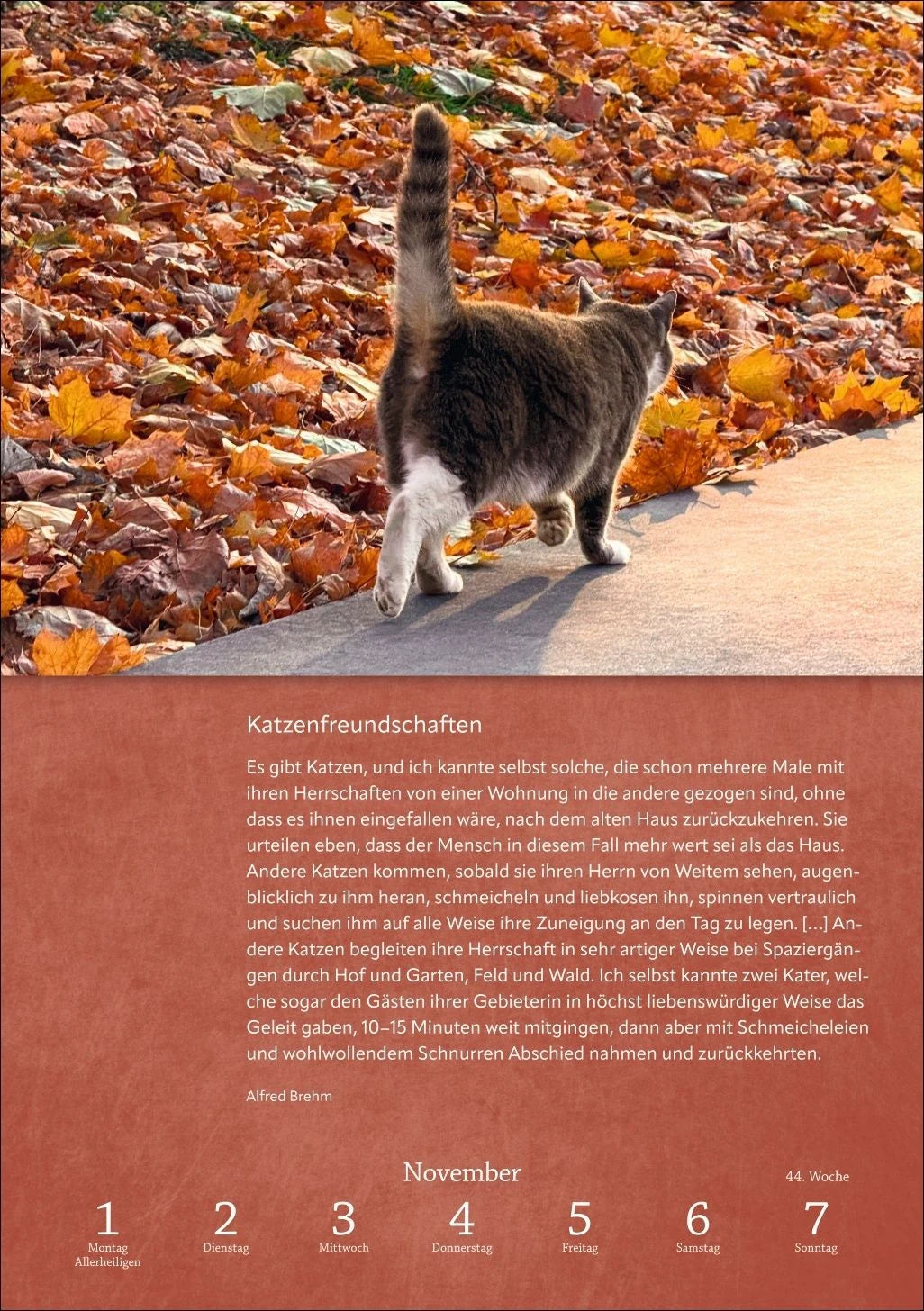 Literaturkalender Katzen Wochen-Kulturkalender 2027 – Ansicht