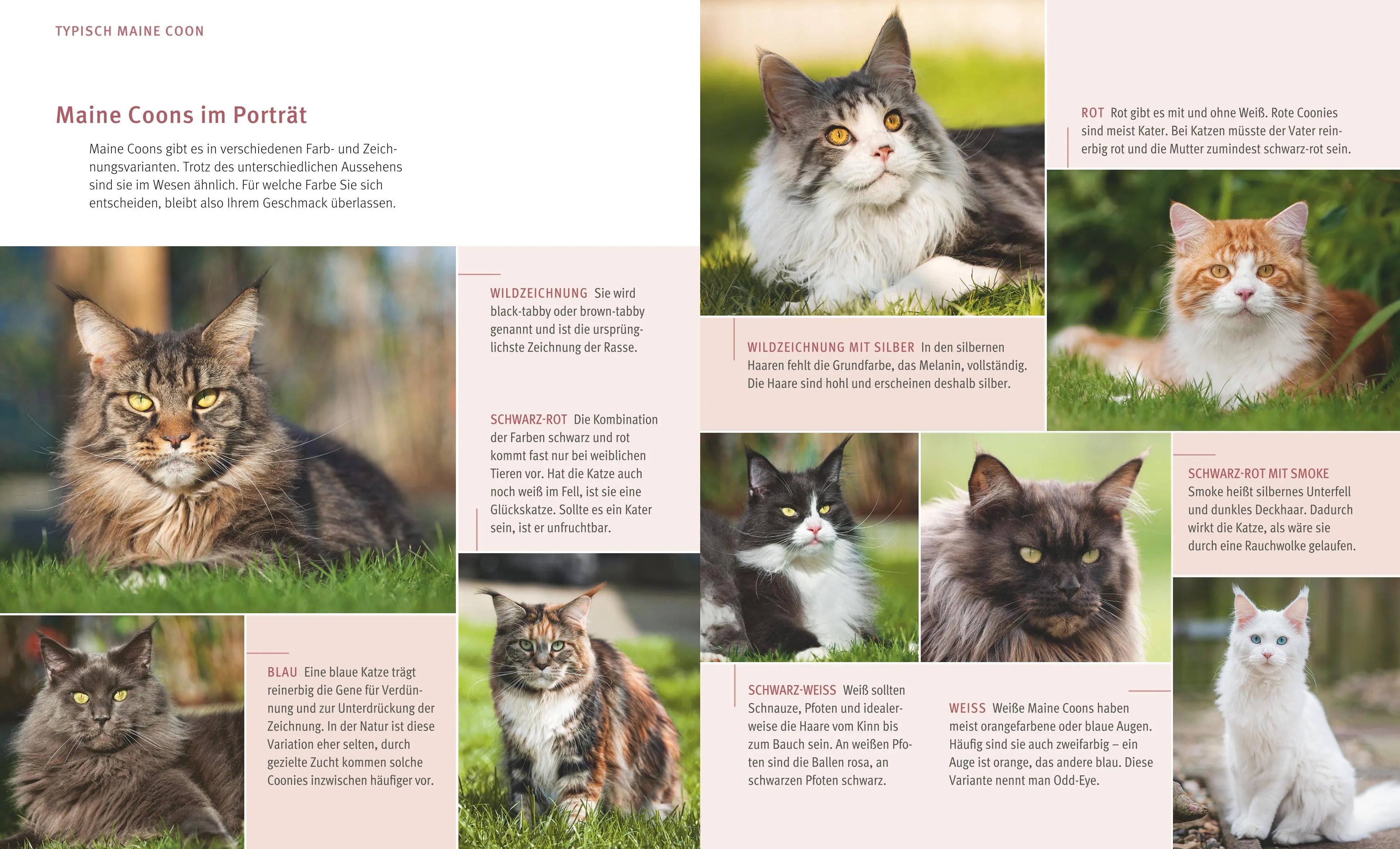 Birgit Kieffer - Maine Coon