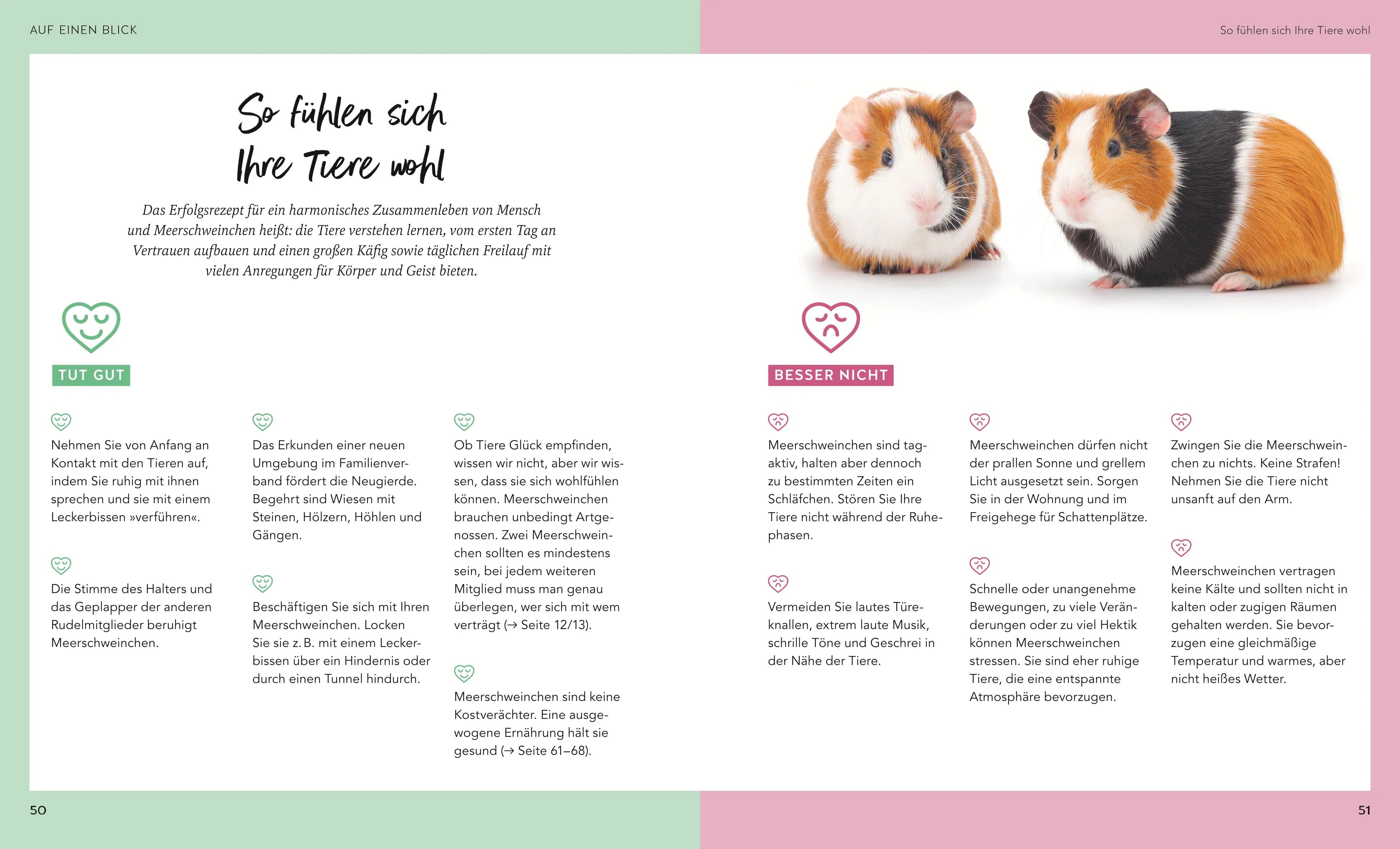 Produktansicht: Meerschweinchen (Taschenbuch)