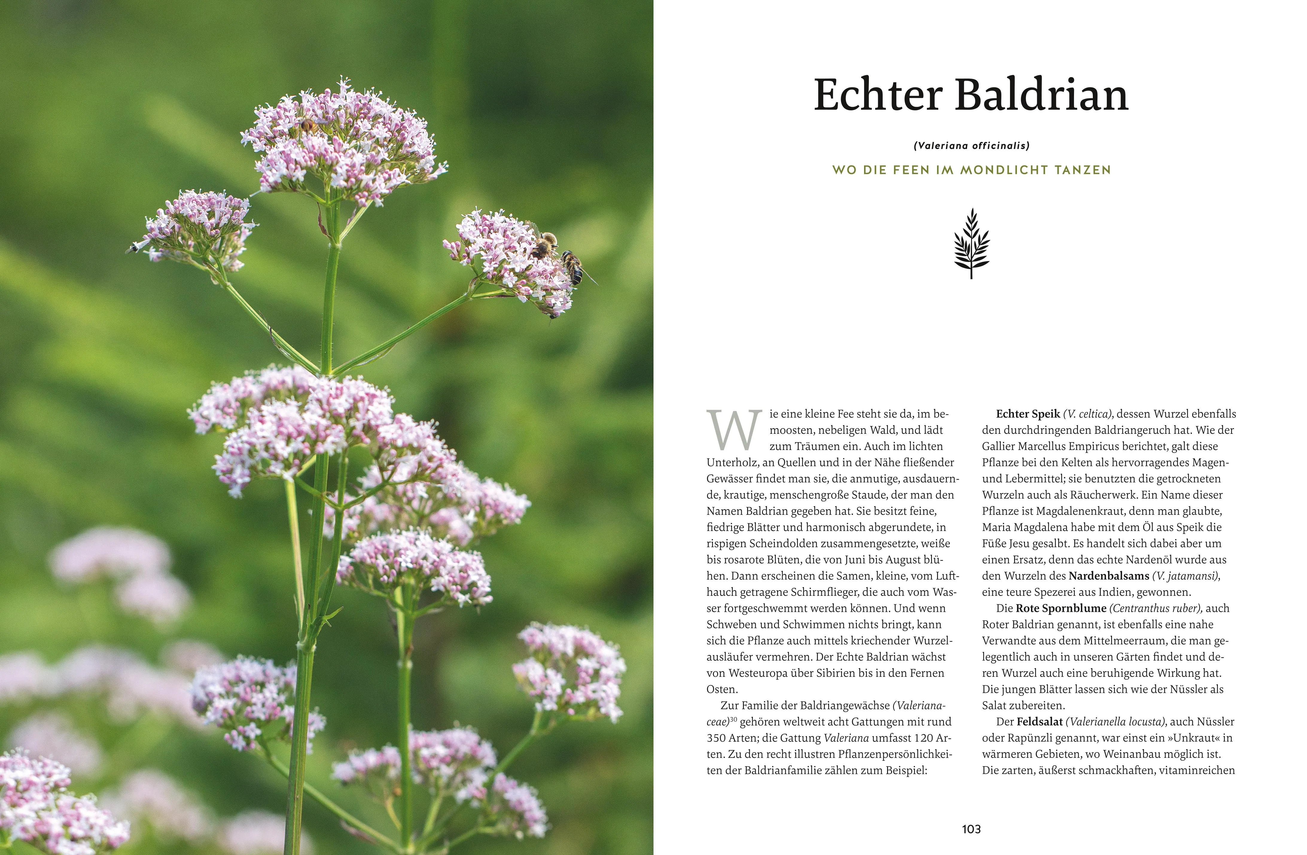Abbildung von 'Meine Kräuter des Waldes'