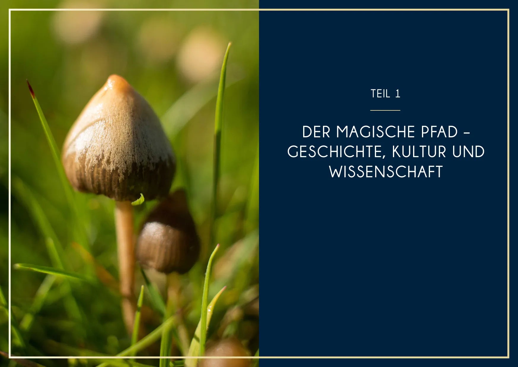 Innenansicht von 'Microdosing mit Psilocybin' - Taschenbuch