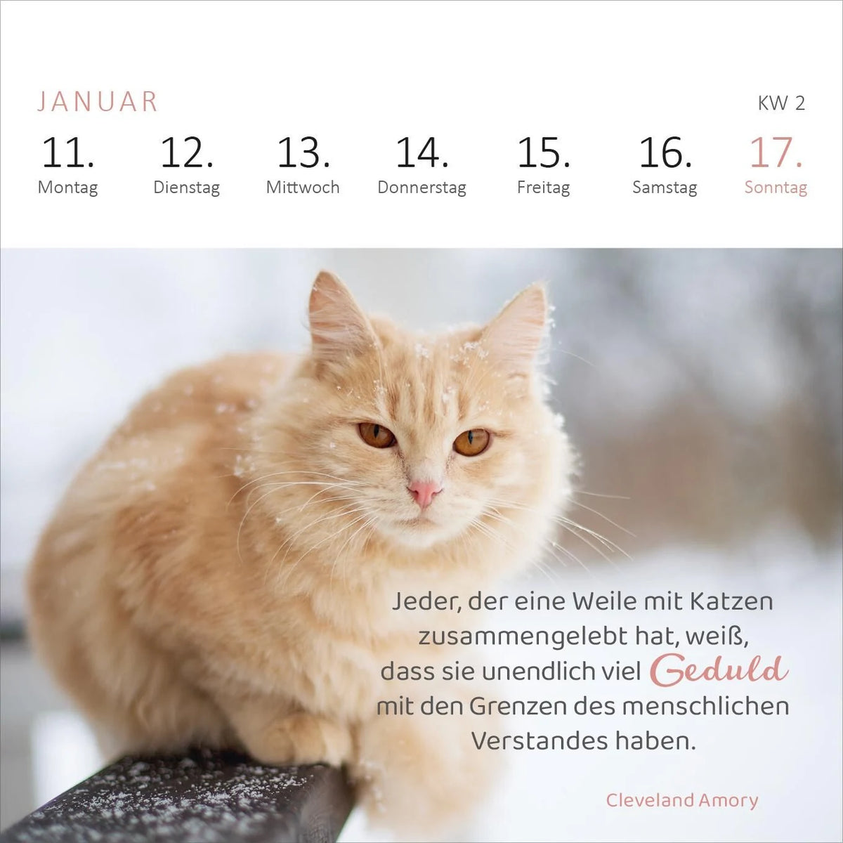 Mini-Wochenkalender Katzenweisheiten 2027 – Ansicht