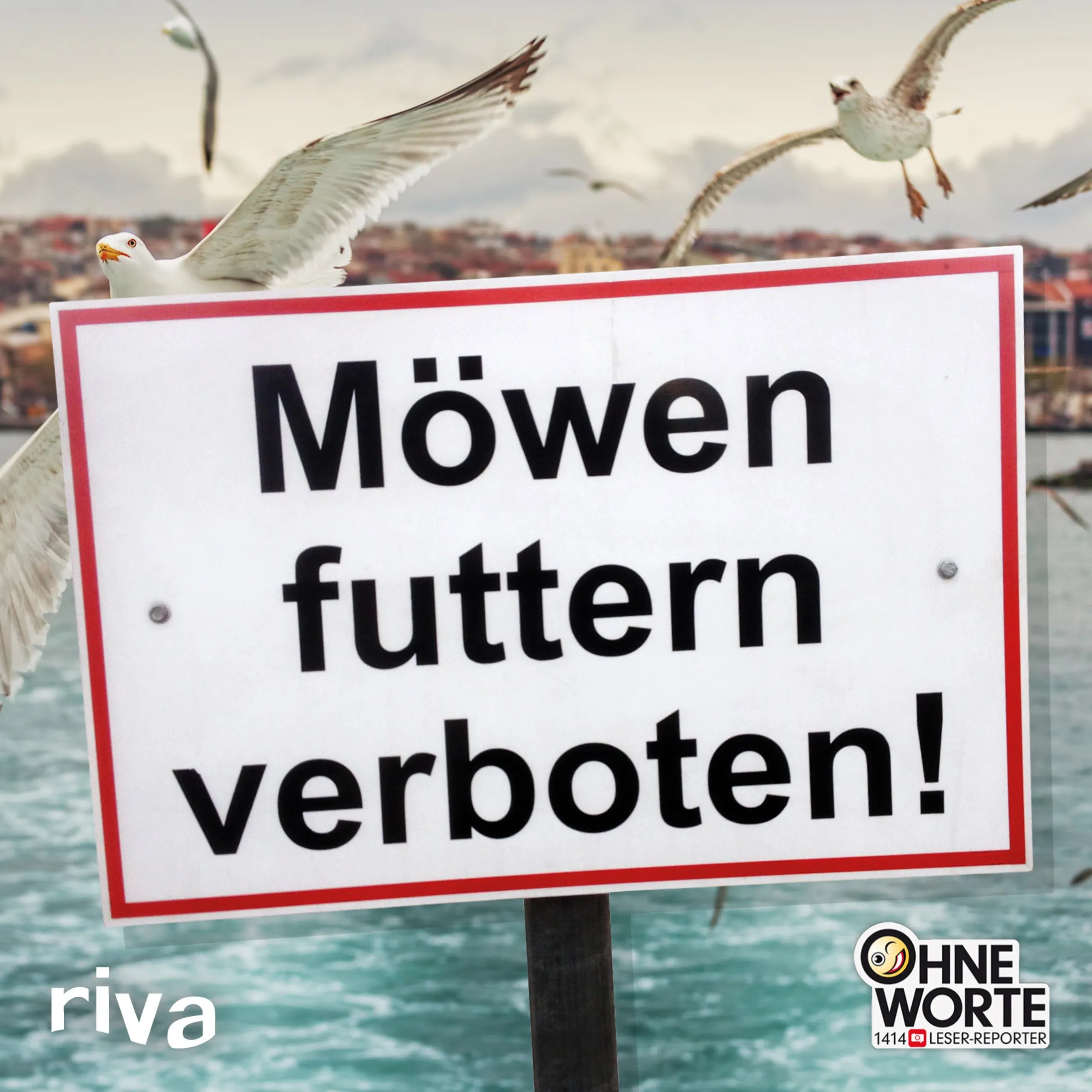 Buchcover von 'Möwen futtern verboten' - Gebundene Ausgabe von riva Verlag