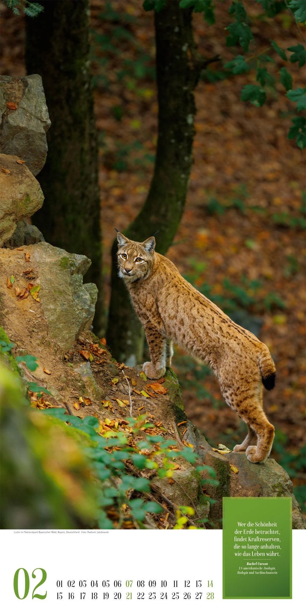 Mythos Wald Literatur-Kalender 2027 – Ansicht