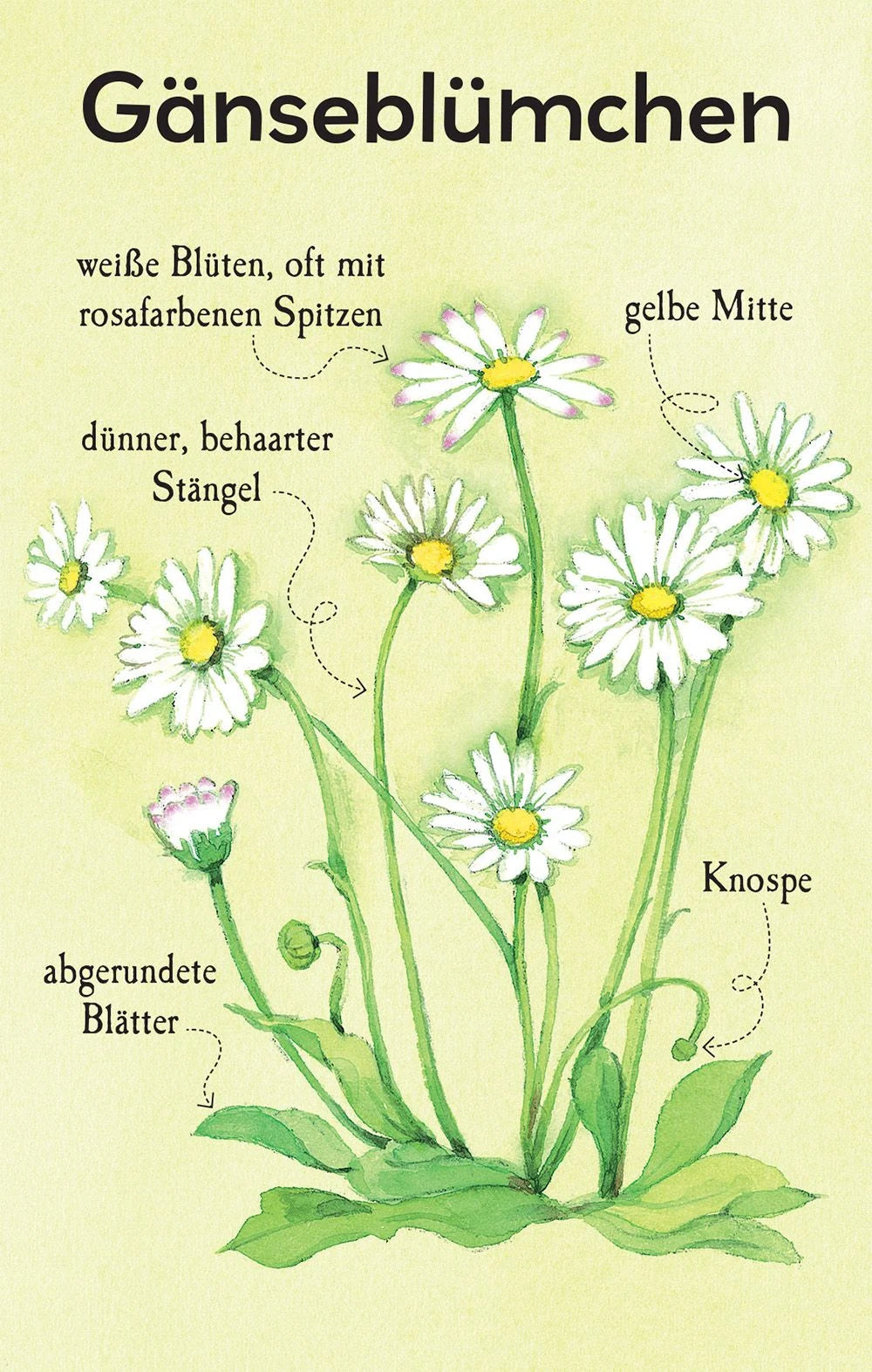 Natur-Entdecker-Karten: Unsere heimischen Blumen – Ansicht