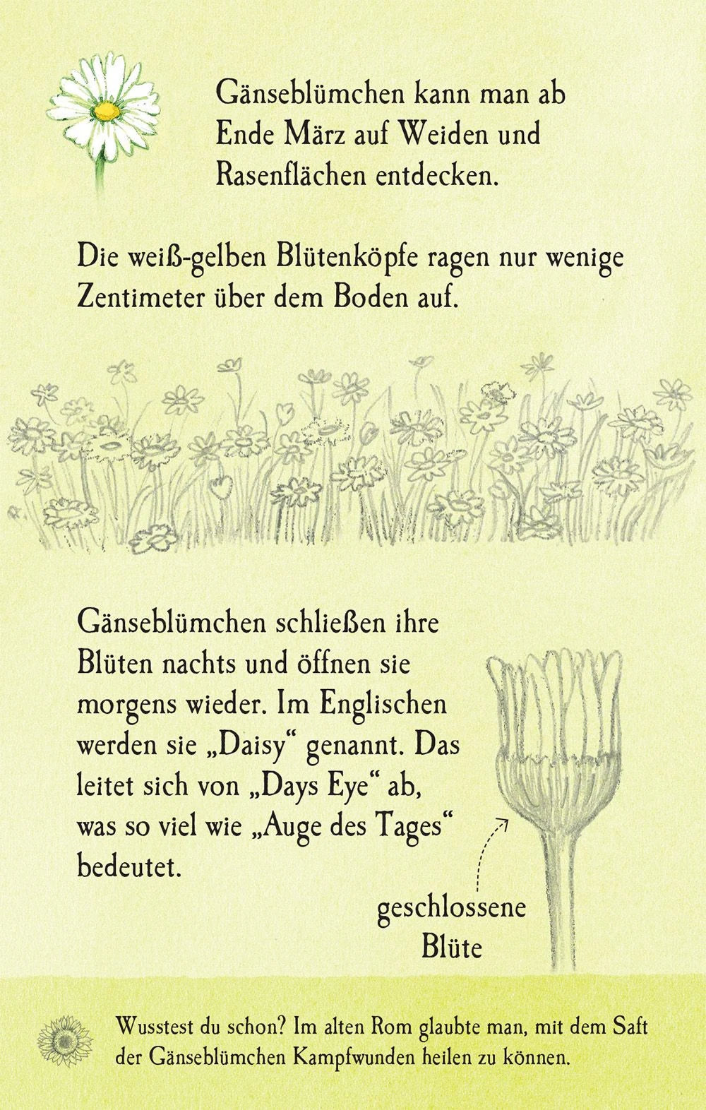 Natur-Entdecker-Karten: Unsere heimischen Blumen – Ansicht