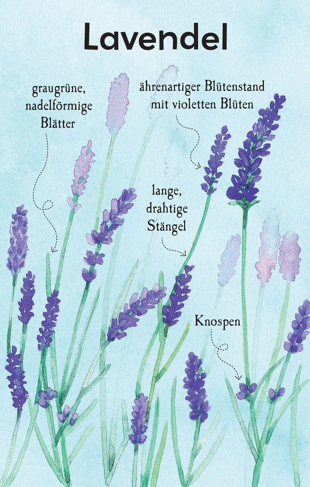 Natur-Entdecker-Karten: Unsere heimischen Blumen – Ansicht