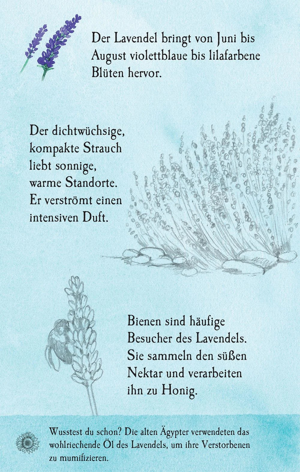 Natur-Entdecker-Karten: Unsere heimischen Blumen – Ansicht
