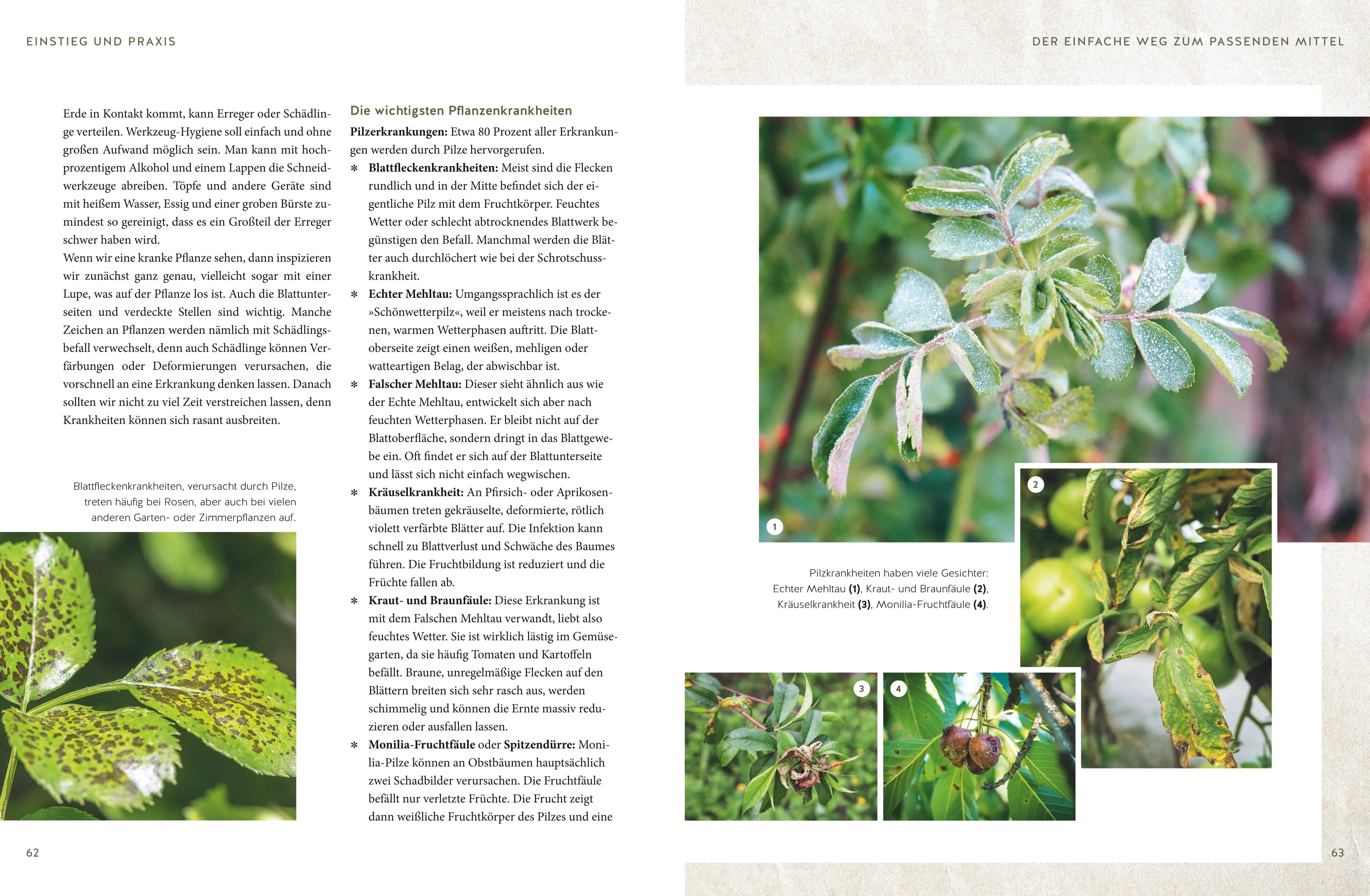 Produktansicht: Naturgesunde Pflanzen durch Homöopathie (Gebundene Ausgabe)