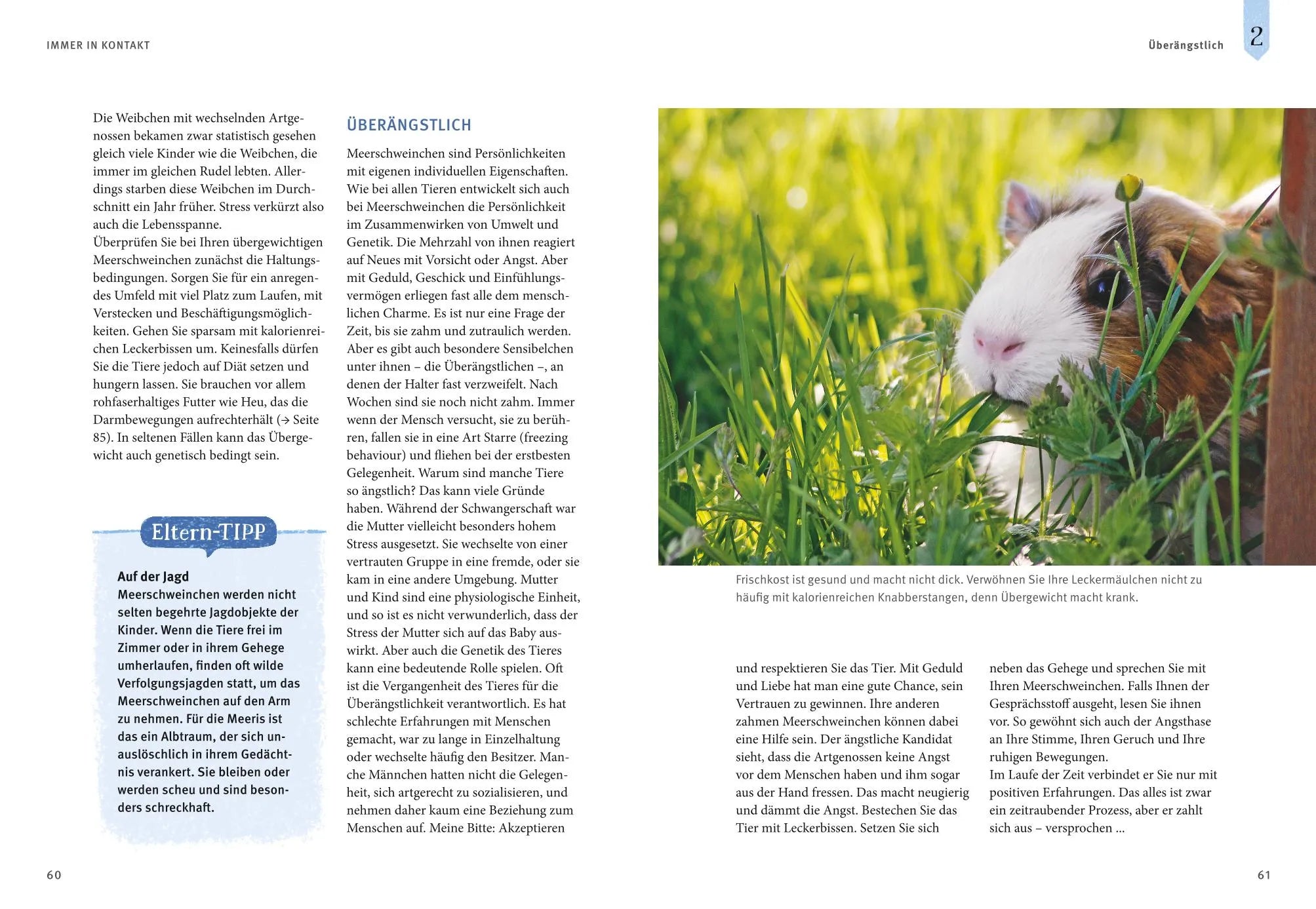 Abbildung von 'Neugierige Meerschweinchen'