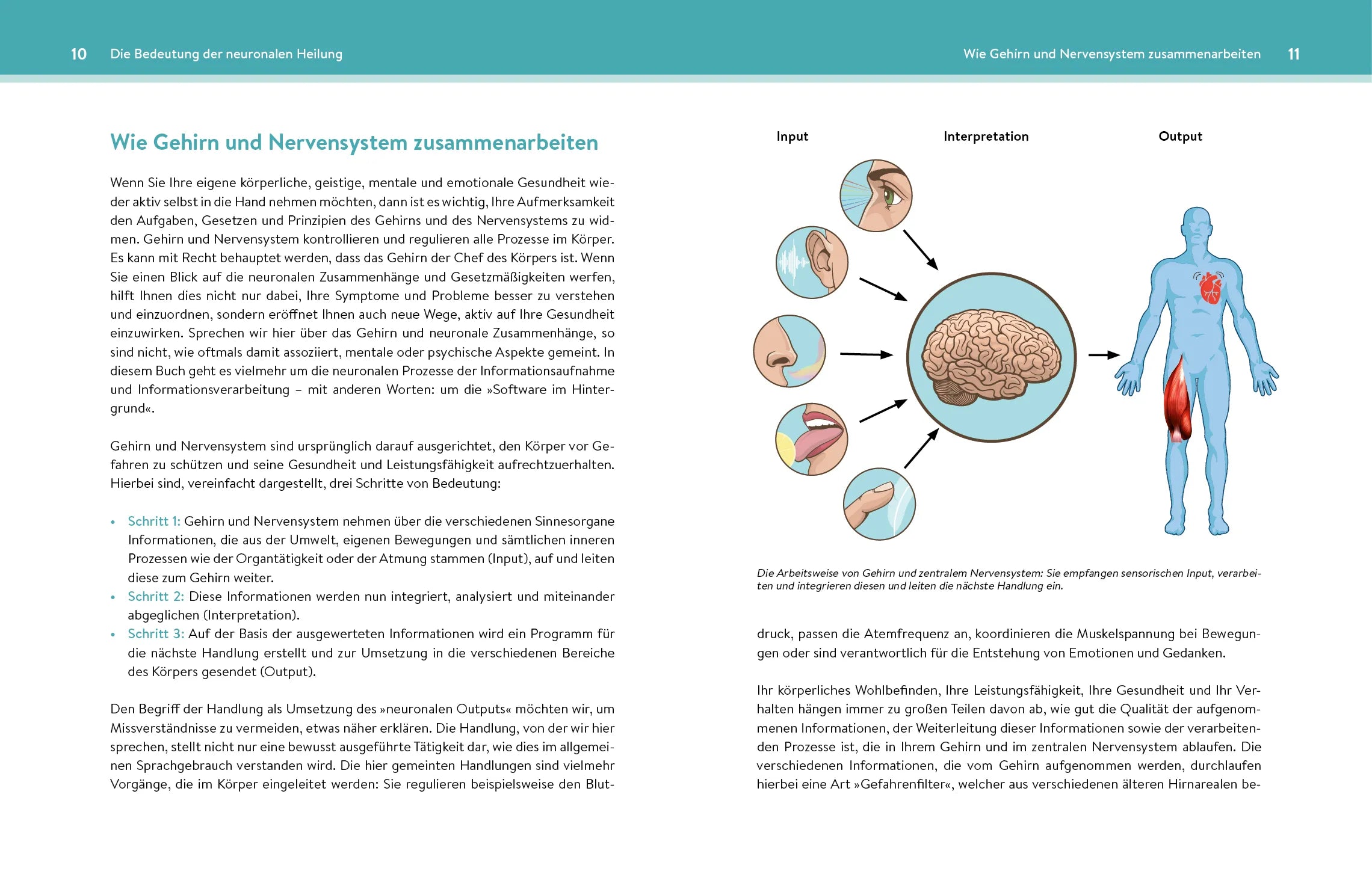 Innenansicht von 'Neuronale Heilung' - Taschenbuch