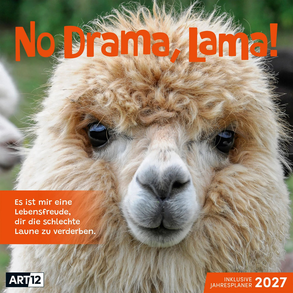 Wandkalender: No Drama, Lama Kalender 2027 - 30x30 - Art12