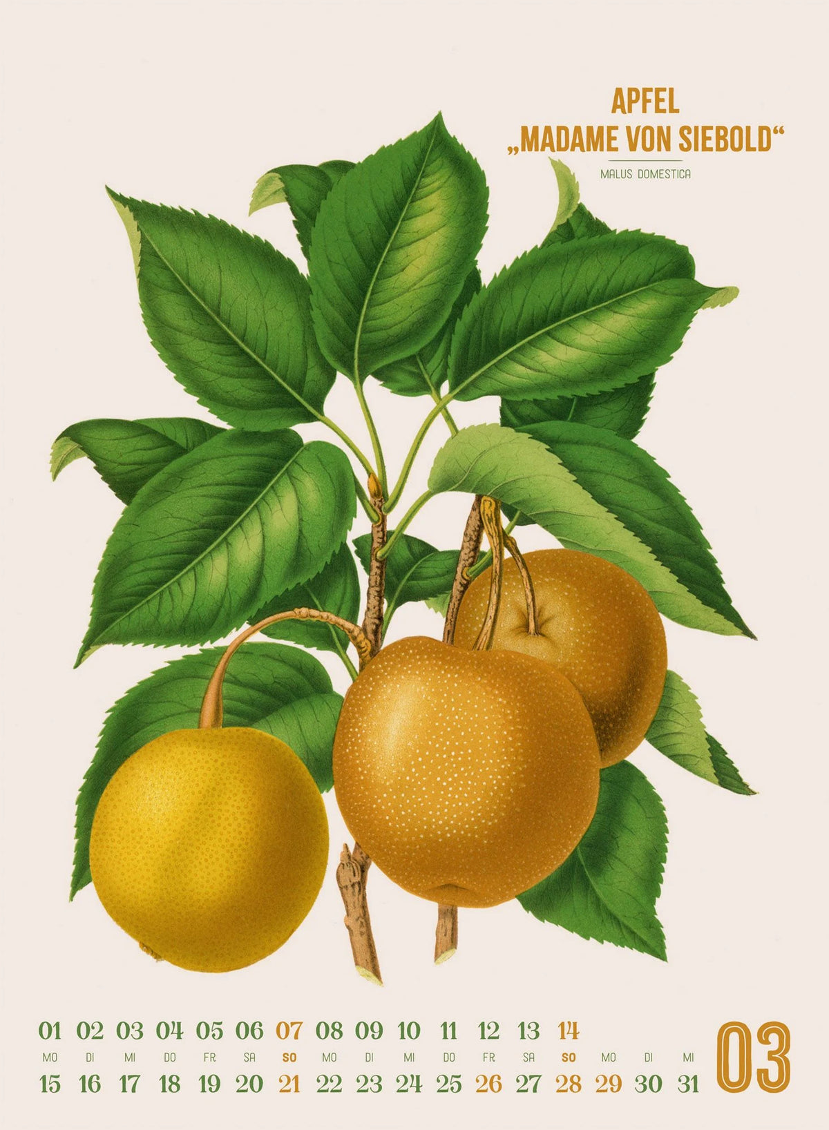 Obstgarten Kalender 2027 | Apfel, Birne, Pflaume & Co. – Ansicht