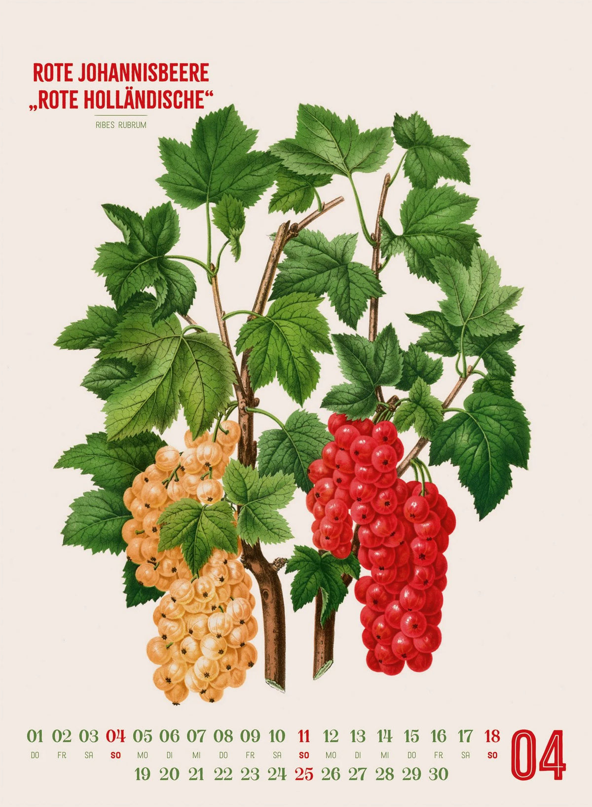 Obstgarten Kalender 2027 | Apfel, Birne, Pflaume & Co. – Ansicht
