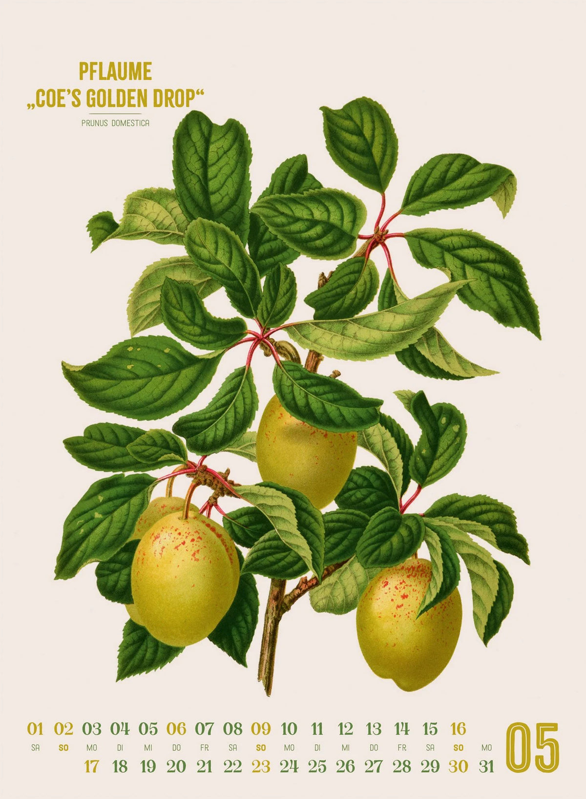 Obstgarten Kalender 2027 | Apfel, Birne, Pflaume & Co. – Ansicht