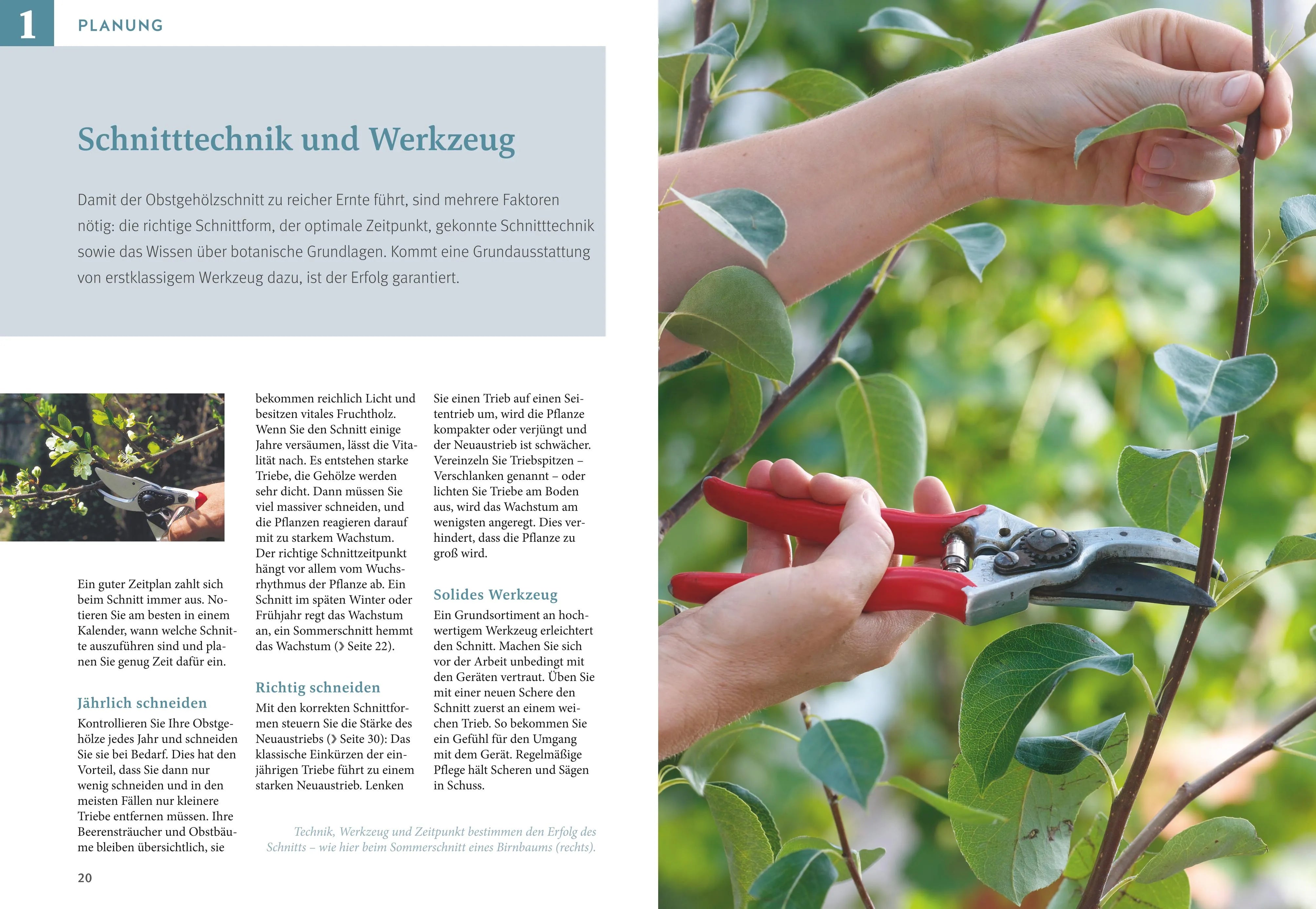 Produktansicht: Obstgehölze schneiden (Gebundene Ausgabe)