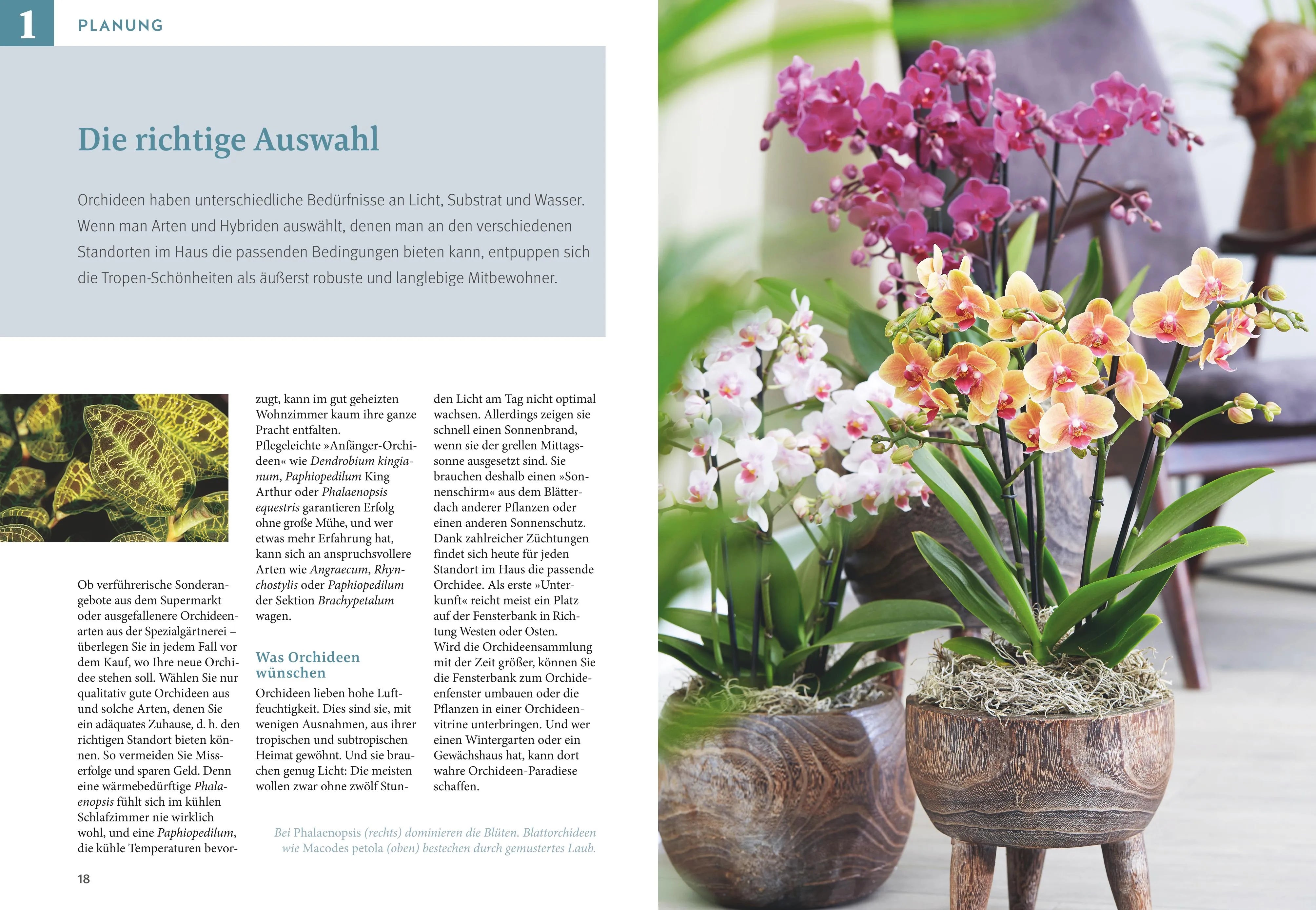 Produktansicht: Orchideen pflegen (Gebundene Ausgabe)