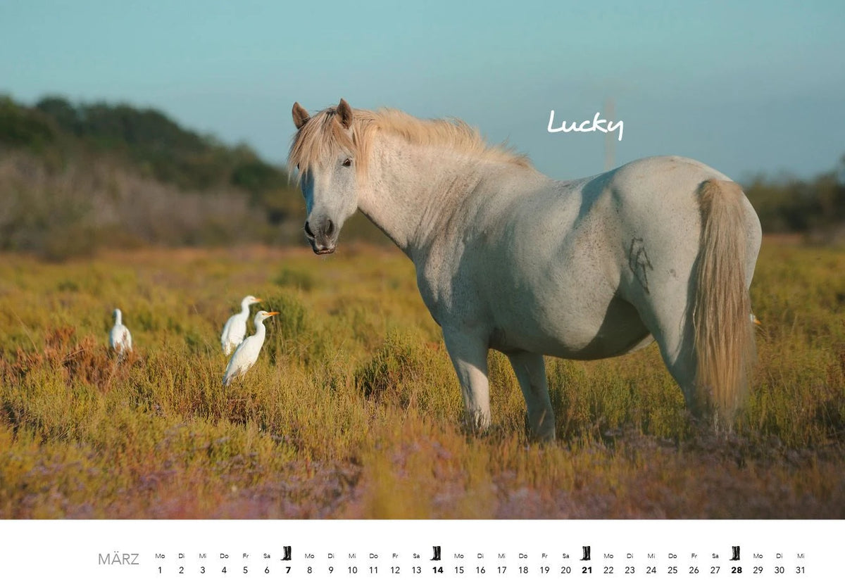 Pferde Kalender 2027 Wandkalender – Ansicht