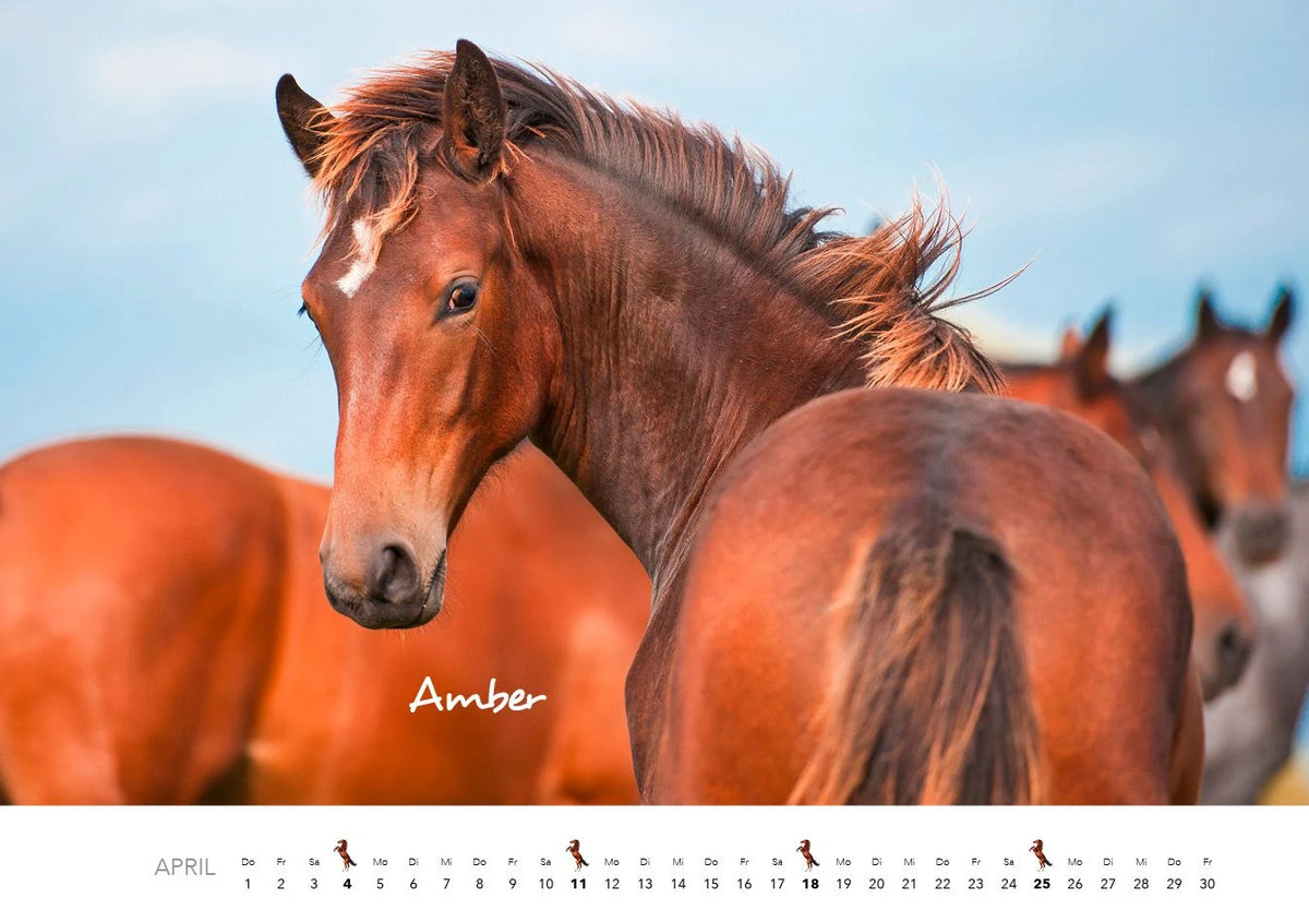 Pferde Kalender 2027 Wandkalender – Ansicht