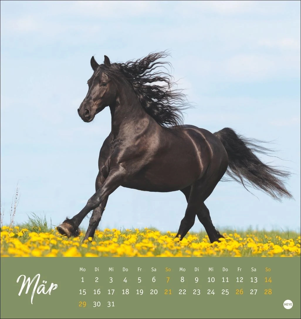 Pferde Postkartenkalender 2027 - Starke Freunde – Ansicht