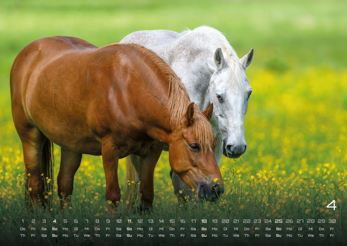 Pferdegeflüster - Der Pferdekalender - 2027 - Kalender DIN A2 – Ansicht