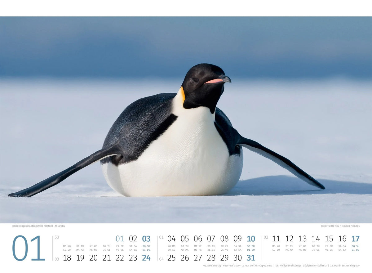 Pinguine Kalender 2027 – Ansicht