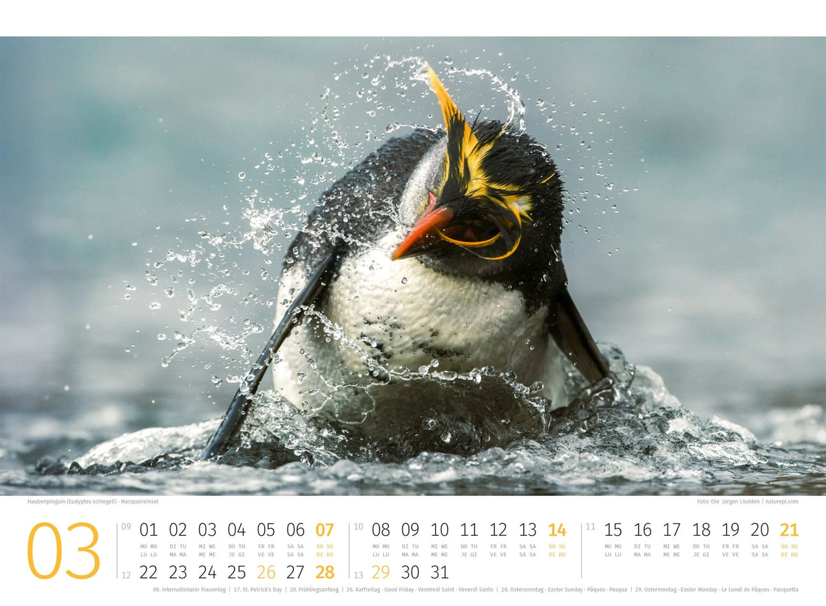 Pinguine Kalender 2027 – Ansicht