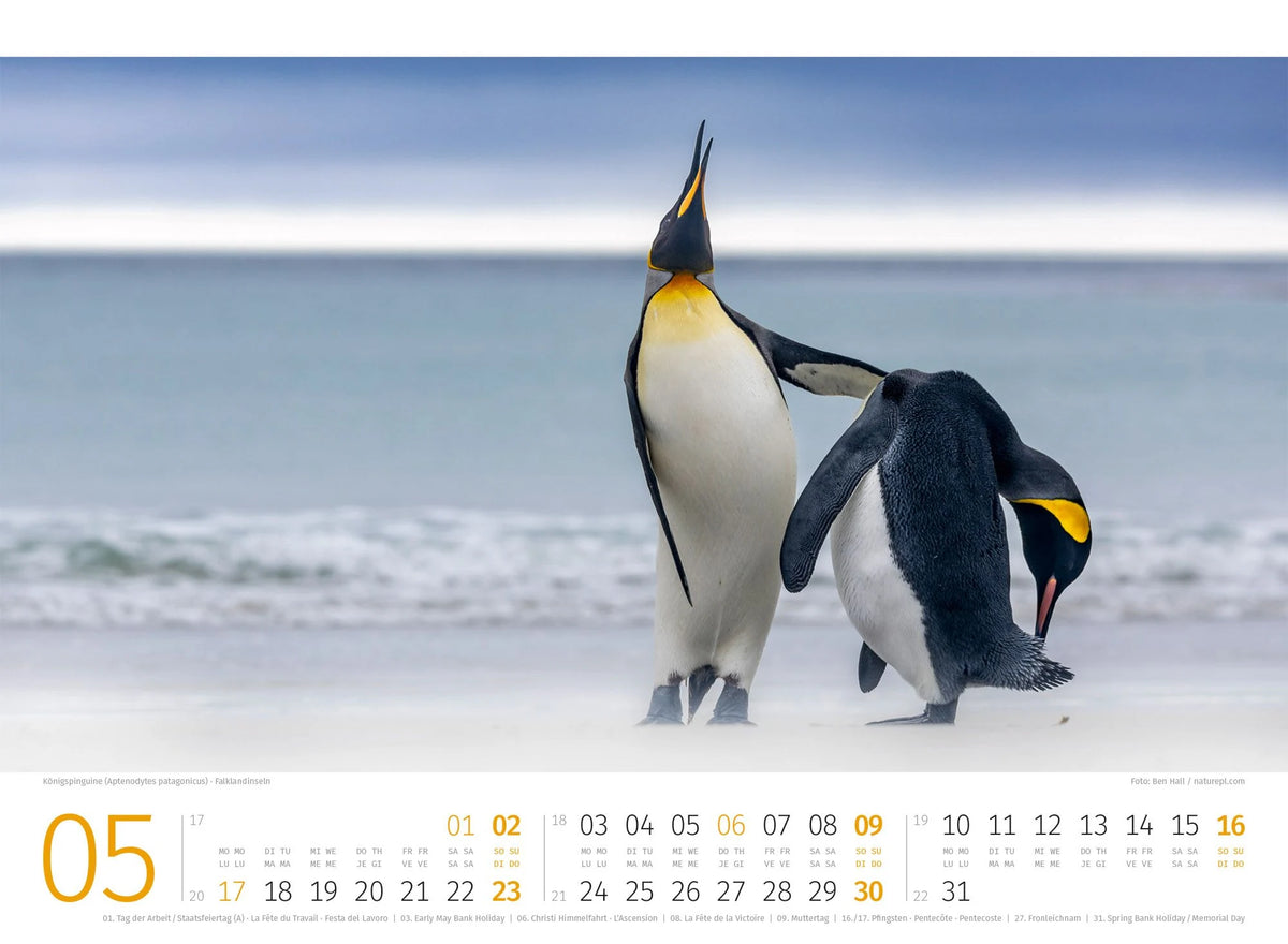 Pinguine Kalender 2027 – Ansicht