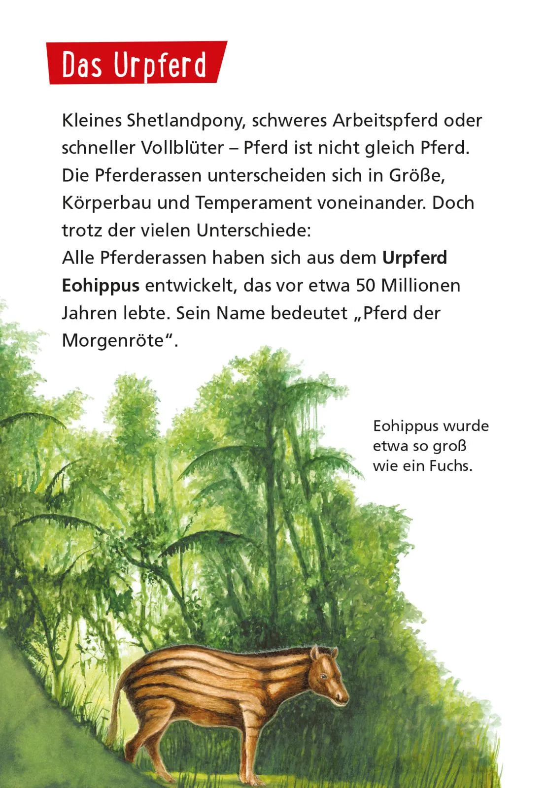Abbildung von 'Pixi Wissen 1: Pferde und Ponys'
