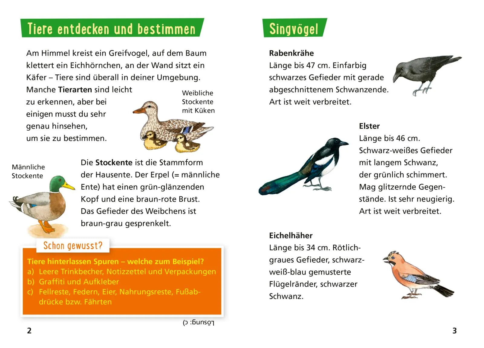 Produktansicht: Pixi Wissen 30: Tiere erkennen (Taschenbuch)