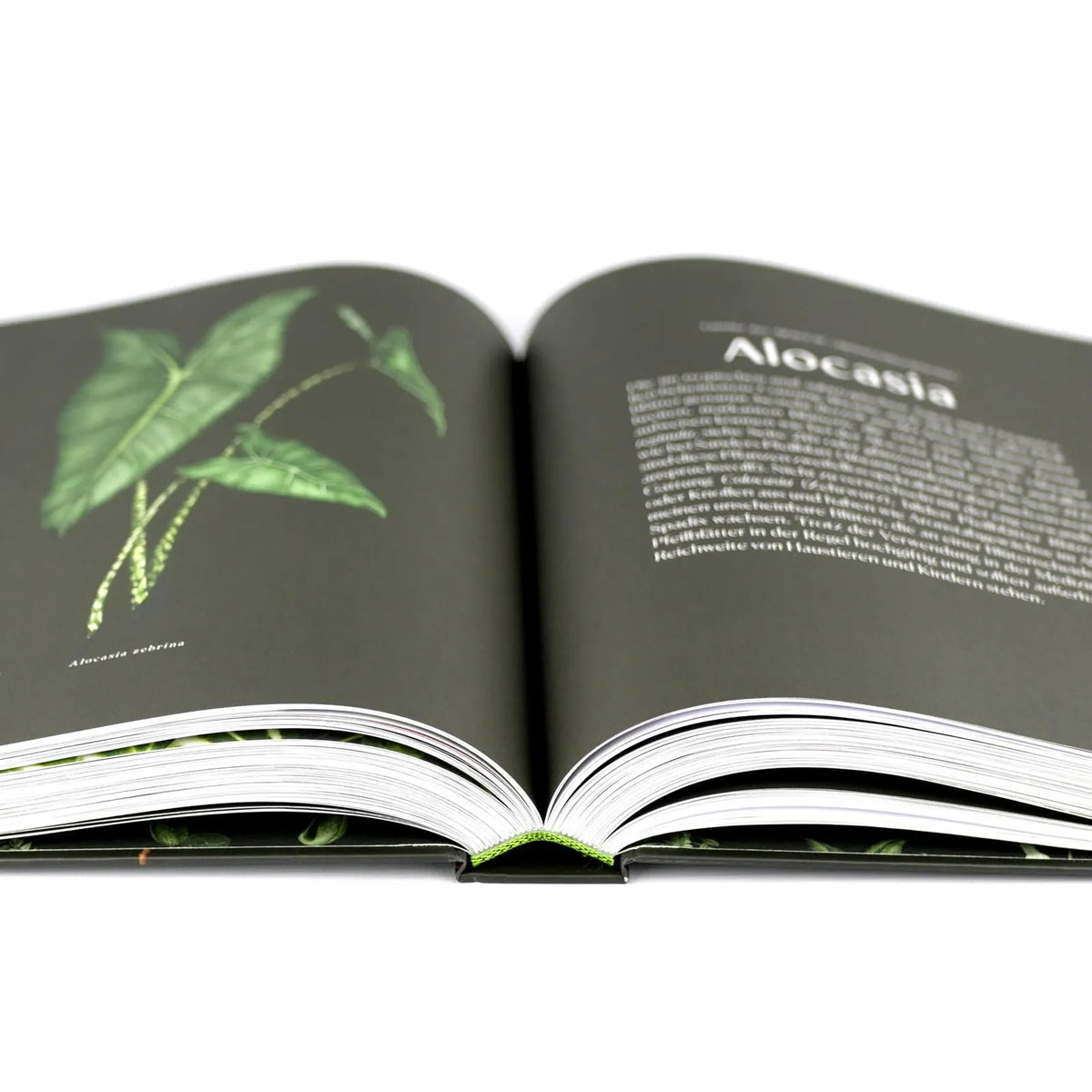 Detailansicht: Plantopedia (Hardcover)