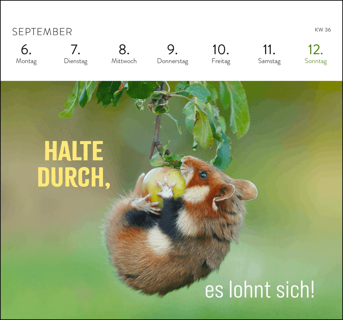 Postkartenkalender 2027: Kleine Glücksbringer für dein Jahr – Ansicht