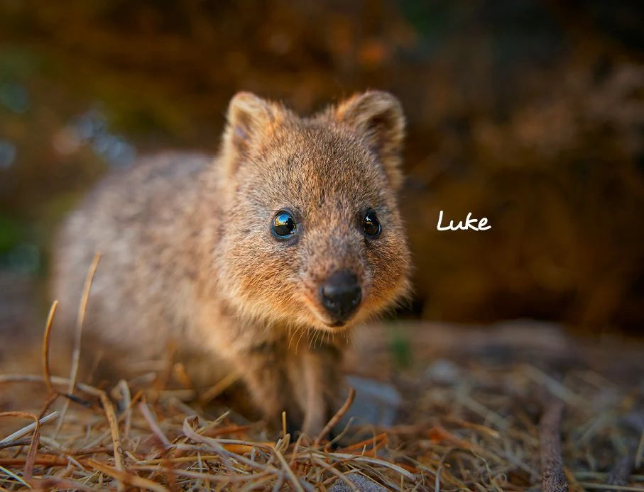 Quokka 2027 Planer Eintragkalender – Ansicht