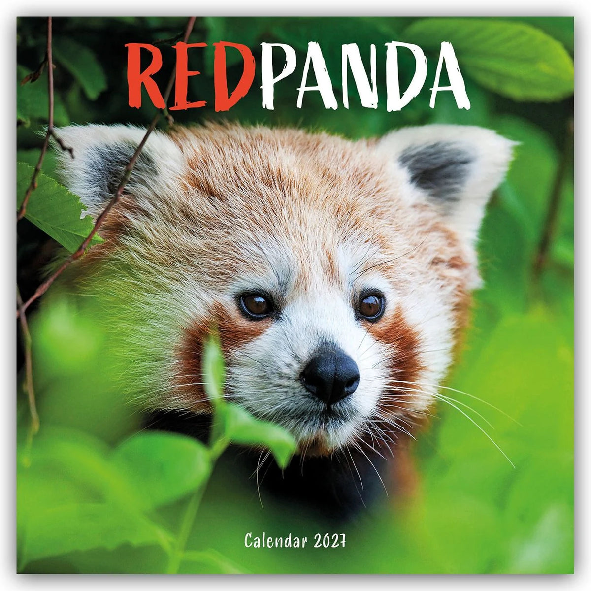 Wandkalender: Red Panda – Rote Pandas – Rote Pandabären 2027 – Wand-Kalender