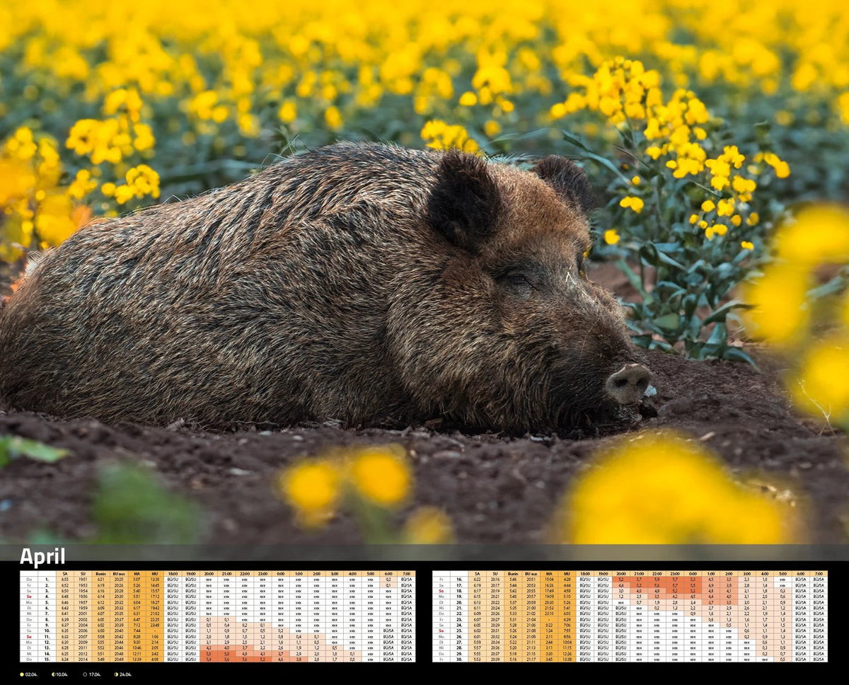 Sauen Kalender 2027 Jagd-Kalender im XXL-Format – Ansicht