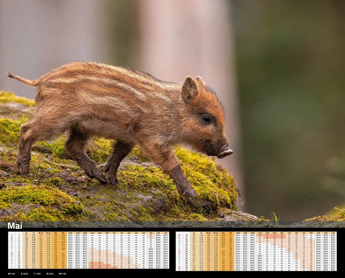 Sauen Kalender 2027 Jagd-Kalender im XXL-Format – Ansicht