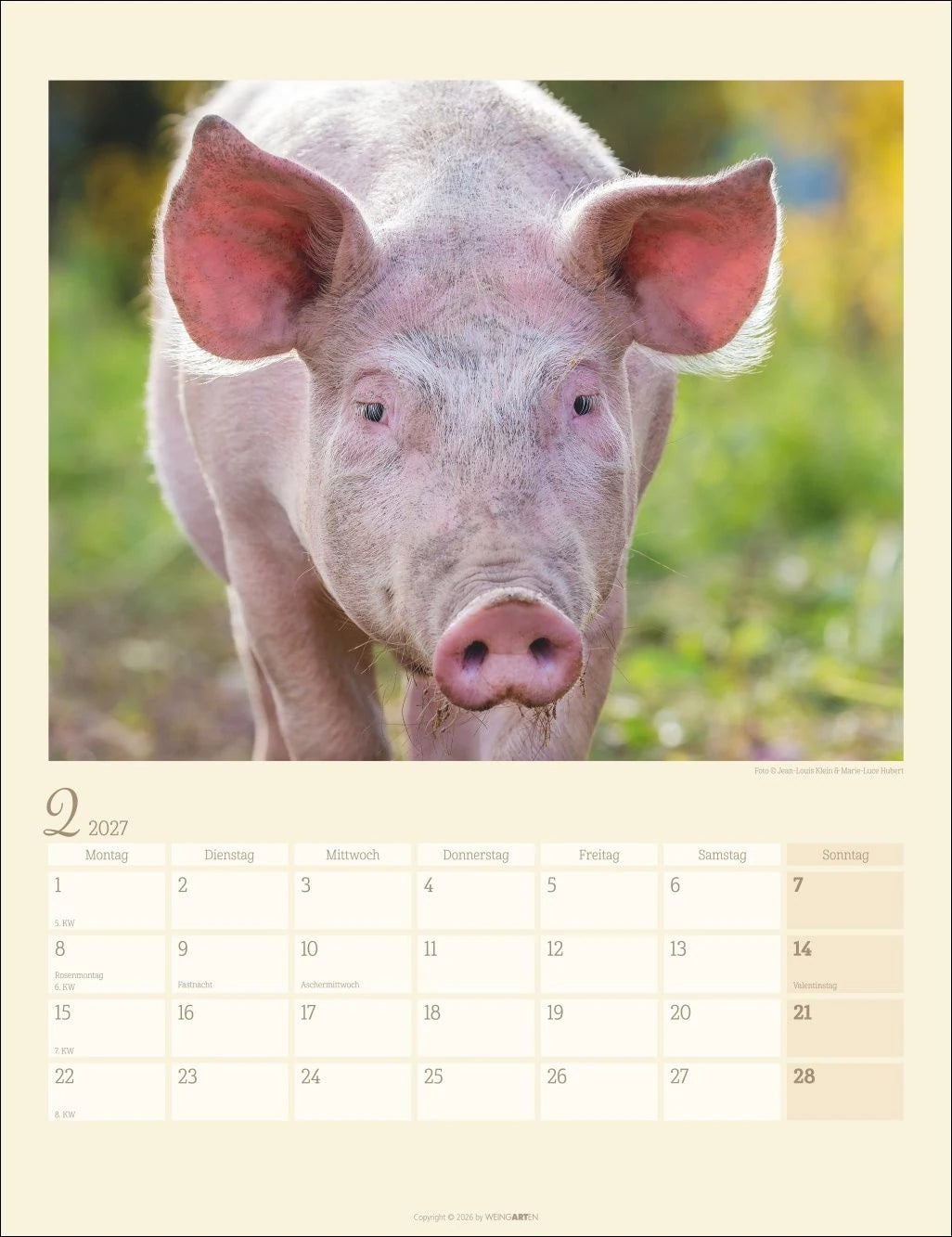Schweinchen Kalender 2027 – Ansicht