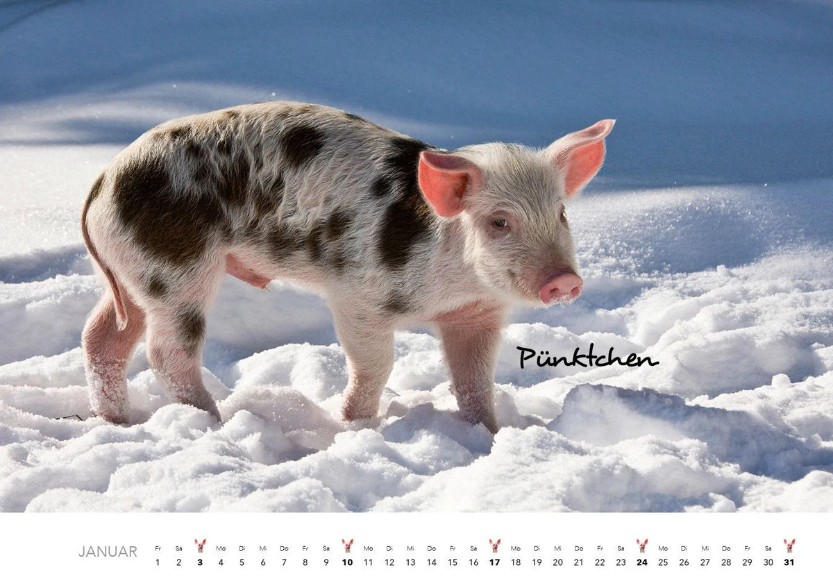 Schweine Kalender 2027 – Ansicht