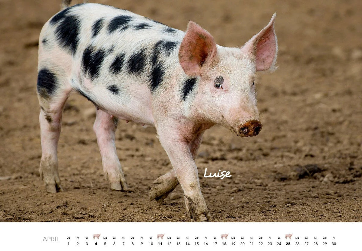 Schweine Kalender 2027 – Ansicht