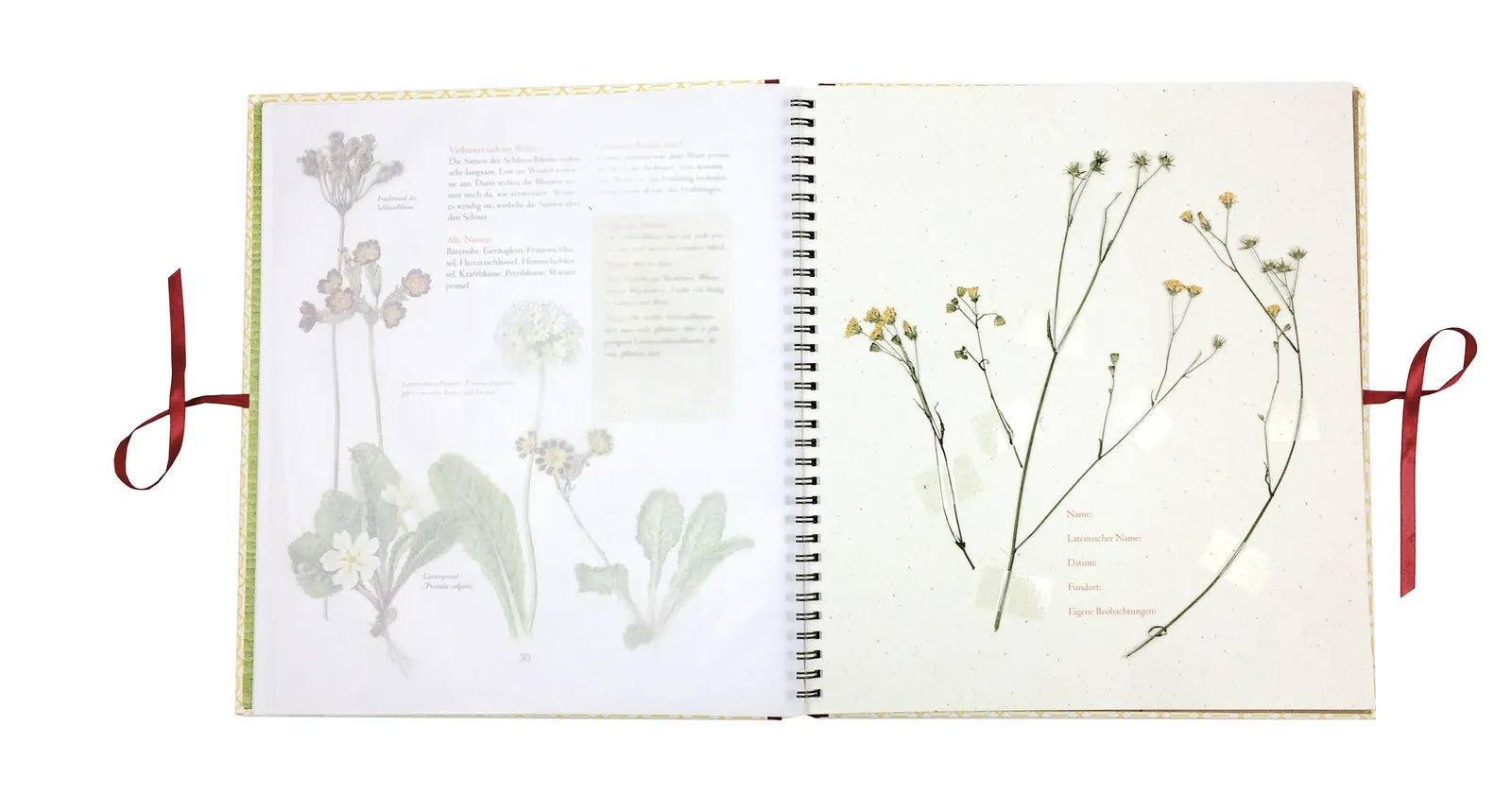 Produktansicht: Auf der Hummelwiese – Das große Herbarium (Gebundene Ausgabe)