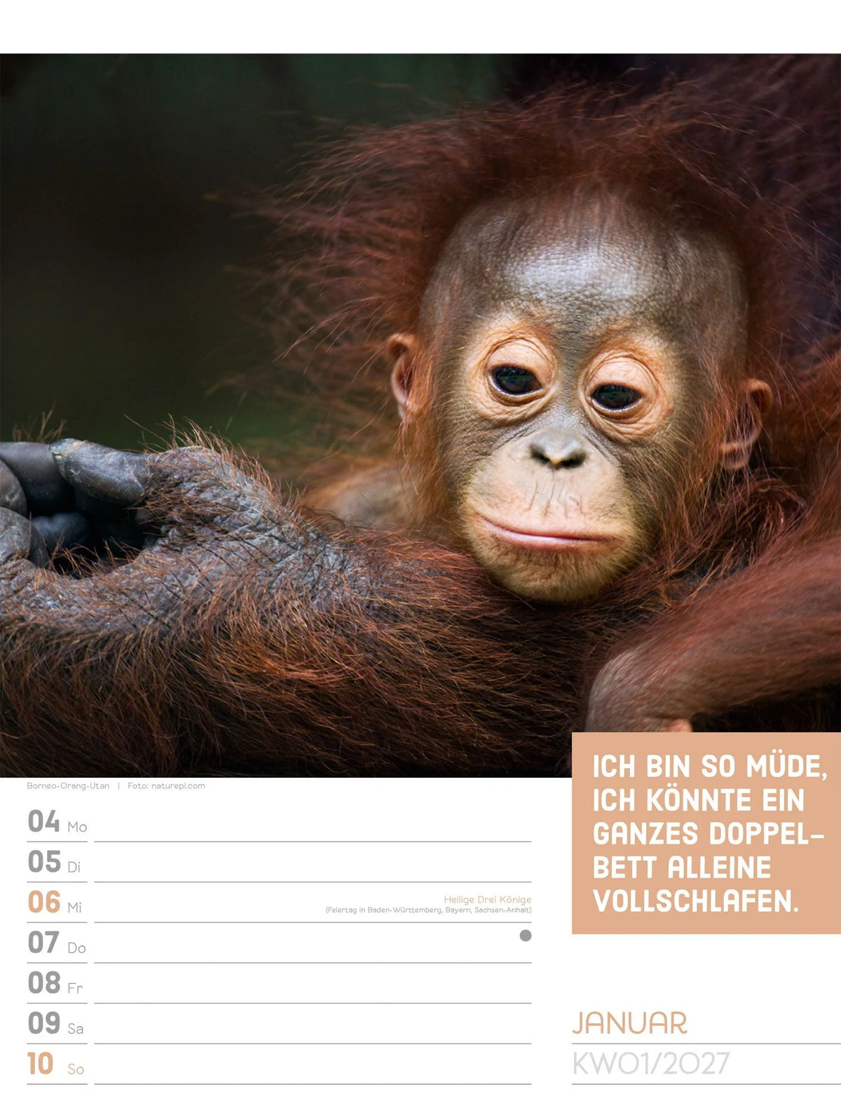Tierisch Sprüchekalender Wochenplaner 2027 – Ansicht