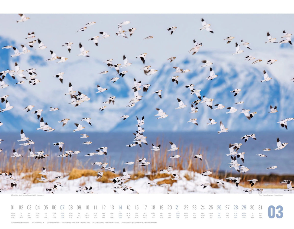 Tierwelt Skandinavien Kalender 2027 – Ansicht