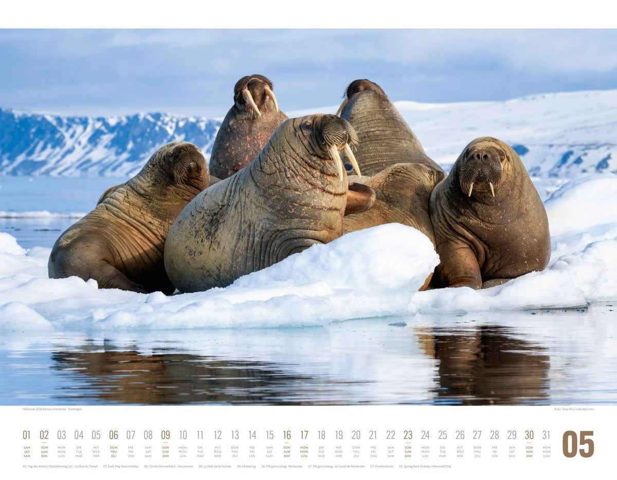 Tierwelt Skandinavien Kalender 2027 – Ansicht