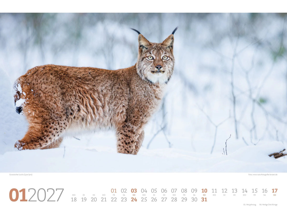 Tierwelt Wald Kalender 2027 – Ansicht