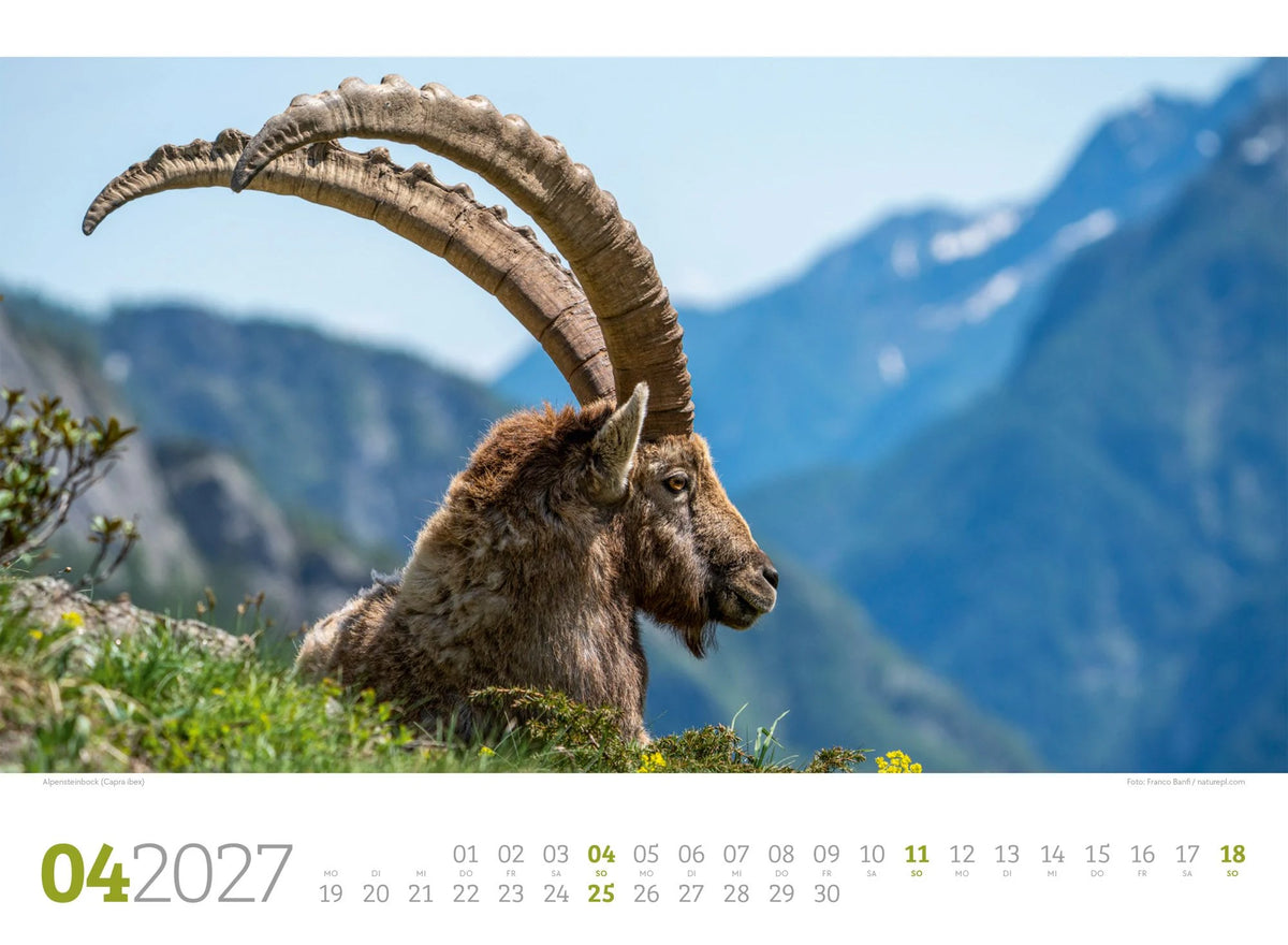 Tierwelt Wald Kalender 2027 – Ansicht